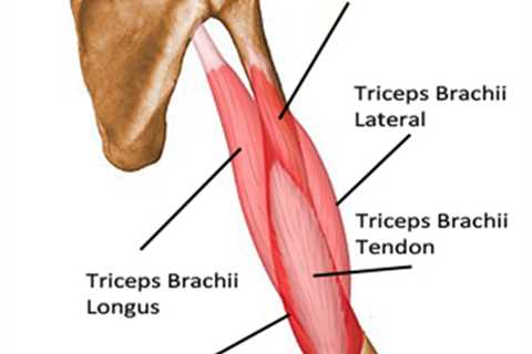 Triceps Exercises You Can Do At Home