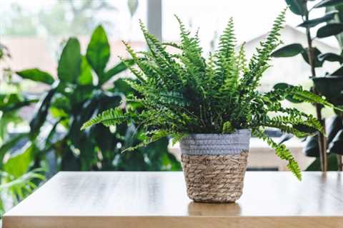 The 8 Worst Houseplants for People with Allergies