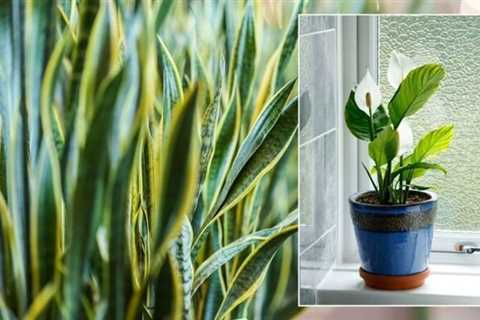 Houseplants: ‘Effective’ indoor plants for purifying the air – ‘removes common toxins’