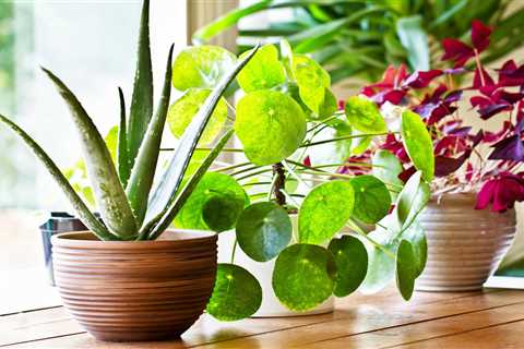 Houseplants can instantly reduce indoor air pollution • Earth.com