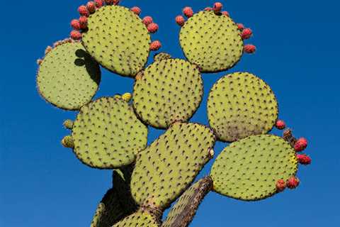 Nopal Cactus: Benefits, Recipes, And Nutrition