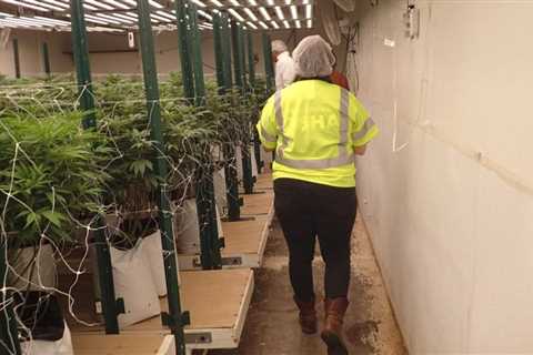 New Mexico doubles workplace safety staff as cannabis industry launches | Local News