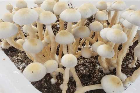 Oklahoma Senators Approve Psilocybin Research Bill But Delete Decriminalization Provision Passed By ..