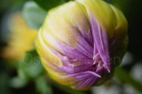 Aesthetic Closeup Flowers XIII