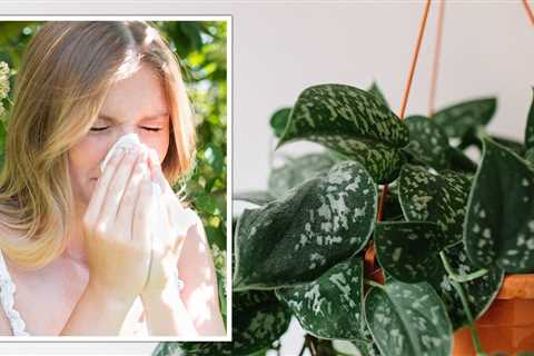 Houseplants: Five indoor plants that can help reduce symptoms of hayfever