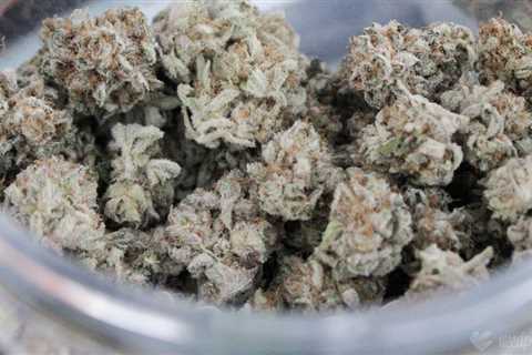Marijuana ‘Strain’ Labels Often Mislead Consumers, Study Of Nearly 90,000 Samples Shows