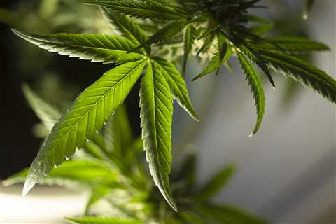 AB 2691 could bring cannabis sales to California farmers markets