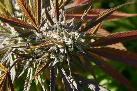 Congressional Researchers Say Marijuana Legalization Movement Is Undermining Mexican Cartel Profits