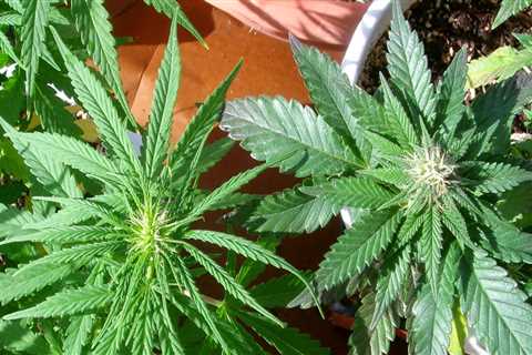 Which hybrids are indica dominant?