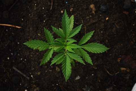 7 Best Fast Flowering Strains