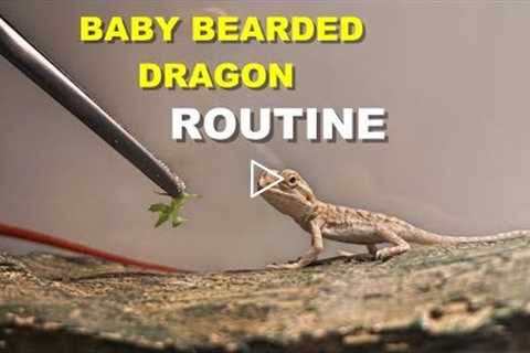 Baby Bearded Dragon Daily Routine  !! Tips On Bearded Dragon Care