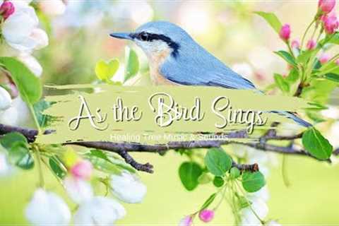 As the Bird Sings - Music With Beautiful Nature For Reduce Stress | Healing Tree Music & Sounds