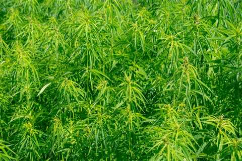 How has hemp changed the world?