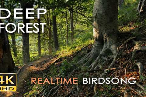 4K Deep Forest – 8 Hours NO LOOP Birdsong – Robin & Blackbird Singing – Relaxing..