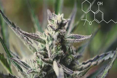 What is hhc and thc?
