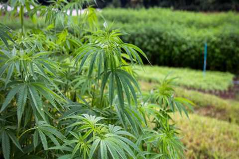 Why is industrial hemp illegal?