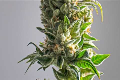 When was hemp decriminalized?