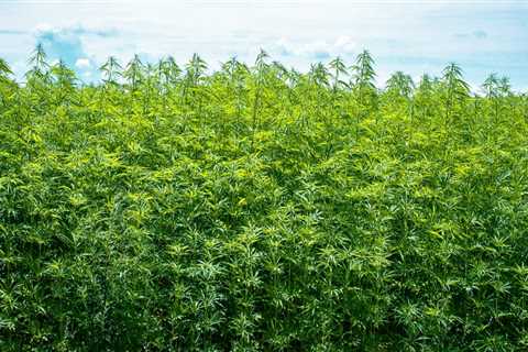Why is hemp so good for the environment?