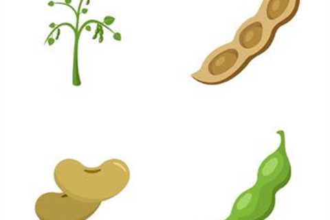 Paleo Diet Options For People With Soy Allergies