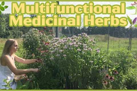 5 Multifunctional Medicinal Herbs that pollinators love!