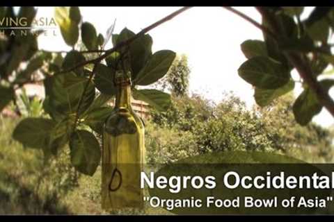Organic Farming in the Philippines: Living Asia Channel Documentary Organic Negros Occidental