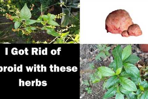 I got Rid of Fibroid with these Herbs Medicinal Plant Series # 4