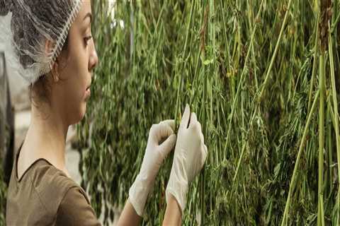 Hemp Drying – How to Dry Hemp