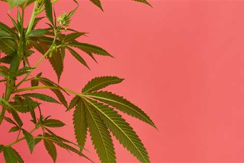 Is Hemp a Drug? Exploring the Facts