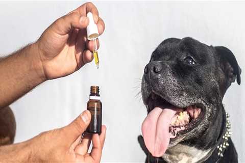 What cbd oil do vets recommend for dogs?