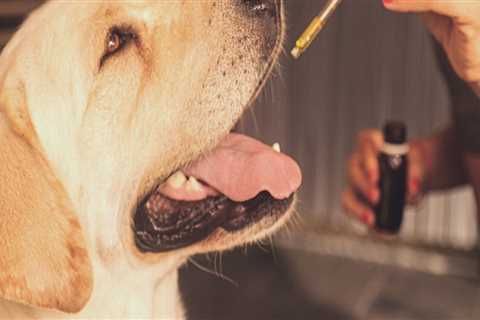 What is the most effective cbd oil for dogs?