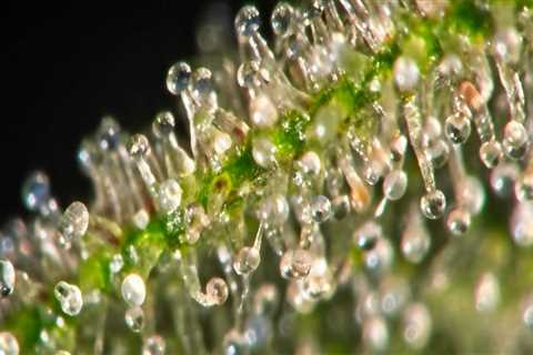The Difference Between HHC and THC: Exploring the Potency and Legality of Cannabinoids