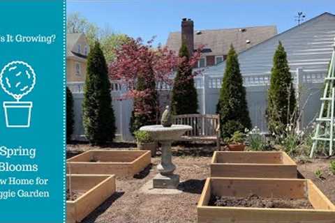 Spring Blooms! New Home for Veggie Garden!