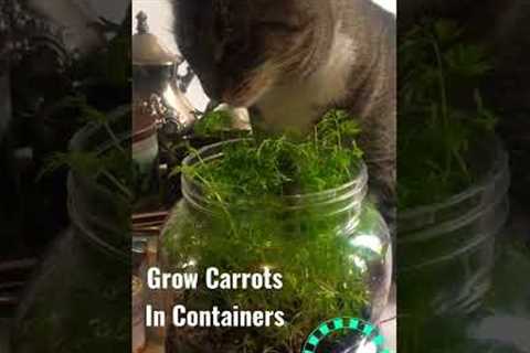 THE EASY WAY OF GROWING CARROTS AWAY FROM SQUIRRELS and Animals