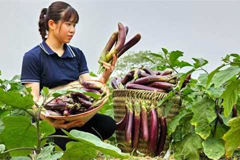 Harvesting Eggplant Garden goes to the Market sell - Animal Care - Gardening | Lý Thị Ly
