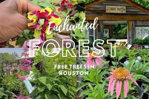 FREE FRUIT TREES! ENCHANTED FOREST WALK THROUGH
