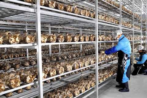 Farming is also science! process of growing fresh mushrooms by Korean scientists.