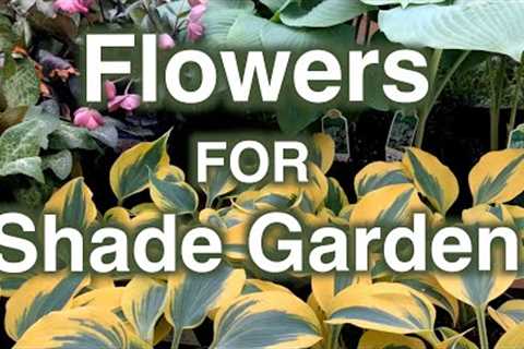 Shade Garden Flowers. 25 Perennials Proven To Grow.