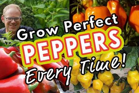 Grow Perfect Peppers Every Time! 🌶