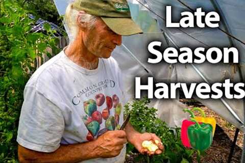 His Season of Growing is about to finish!🌶️ Late Season Harvests + Summer Plans!