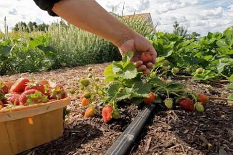 Harvesting Cabbage & Strawberries, Planting Flower Seedlings & Pulling Ranunculus! 🍓🌿💚