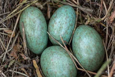 The Mineral Content of Bird's Nests: An In-depth Look