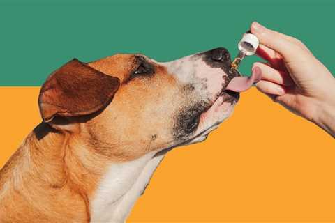 Best CBD products for dogs: oils, treats, gummies and vet-approved tips CBD for…