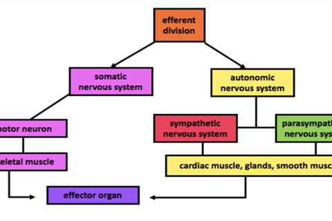 Autonomic Nervous System