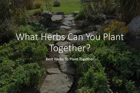 What Herbs Can You Plant Together - Best Herbs To Plant Together