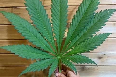 A large beautiful healthy leaf!   #maryjane #indica #sativa #weed #marijuana…