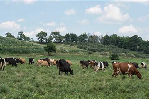 Animal Welfare and Organic Farming
