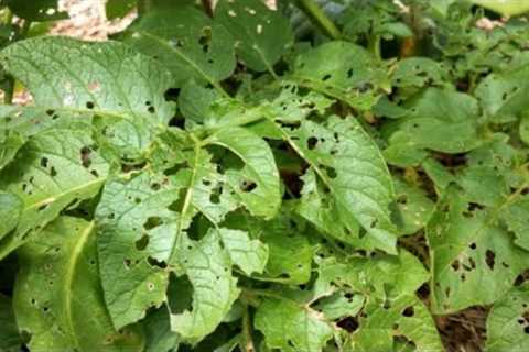 HOLES IN YOUR PLANTS LEAVES? ORGANIC INSECT/PEST🐛🐜 CONTROL FOR YOUR VEGETABLE GARDEN 👩‍🌾🥦🍆🫑