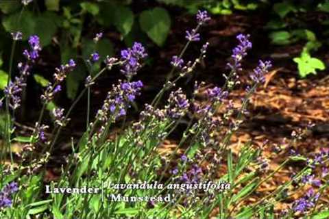 Herbs for Brewing Tea