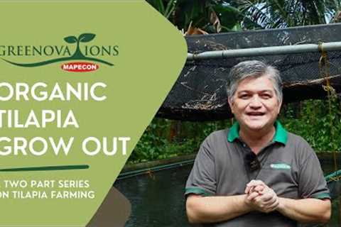 ORGANIC TILAPIA GROW OUT | A Two Part Series on Tilapia Farming