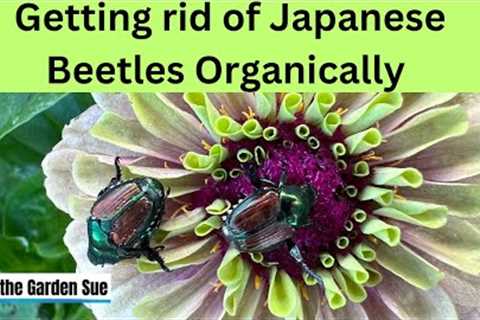 Organic way to get rid of Japanese Beetles in your garden